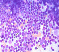 Hypercalcaemia in an elderly dog