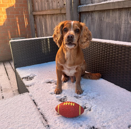 A pointed threat: Dovecote Veterinary Referrals removes wire and saves dog