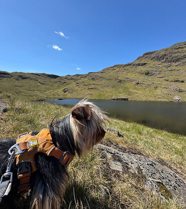 Portosystemic Shunt (PSS) in Dogs
