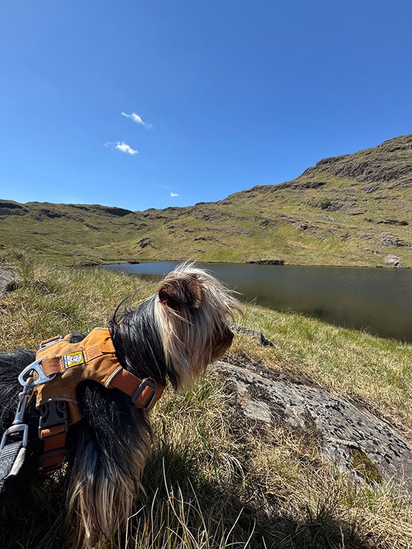 Portosystemic Shunt (PSS) in Dogs